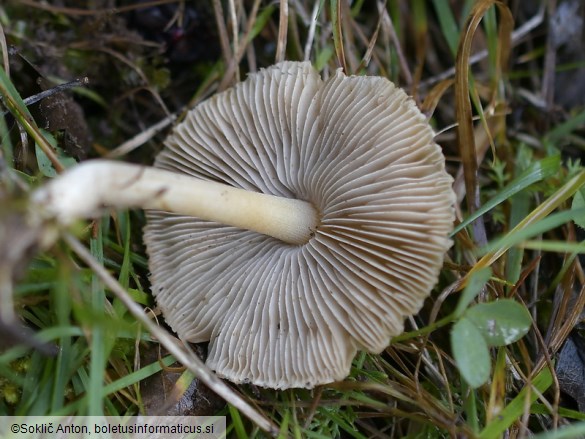 Inocybe sindonia