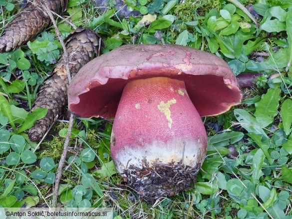 Rubroboletus rubrosanguineus