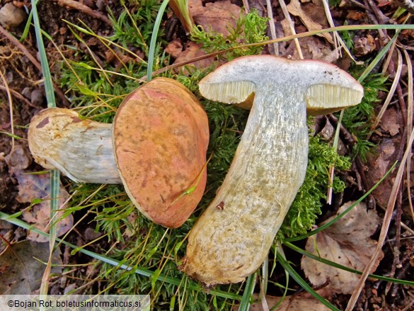 Hortiboletus bubalinus