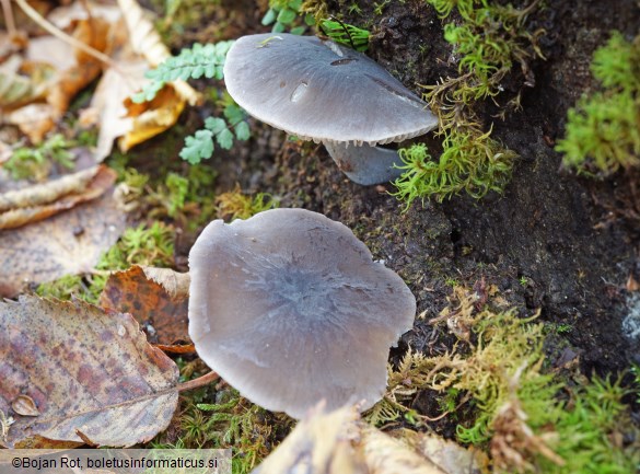 Dermoloma cuneifolium