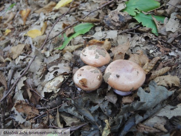 Cortinarius arcuatorum