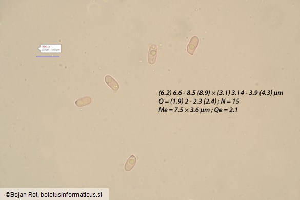 Infundibulicybe trulliformis