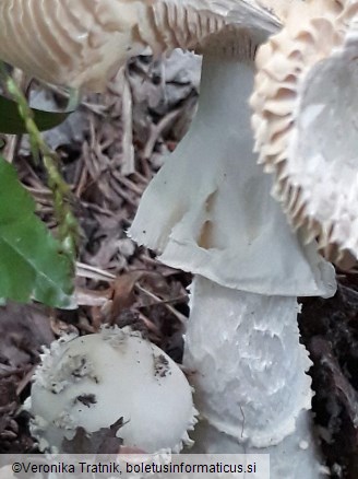 Amanita echinocephala