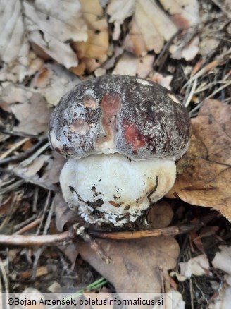 Boletus pinophilus