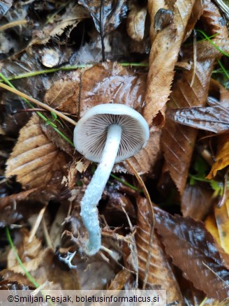 Stropharia aeruginosa
