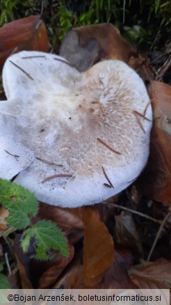 Tricholoma pardinum