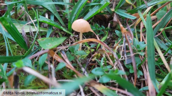 Galerina vittiformis