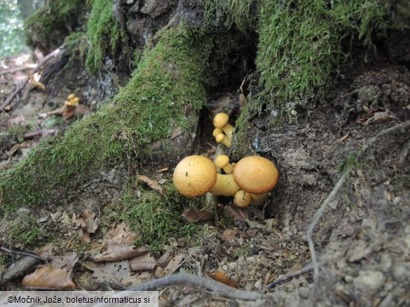 Gymnopilus junonius