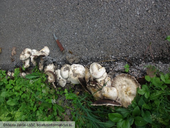 Agaricus bitorquis