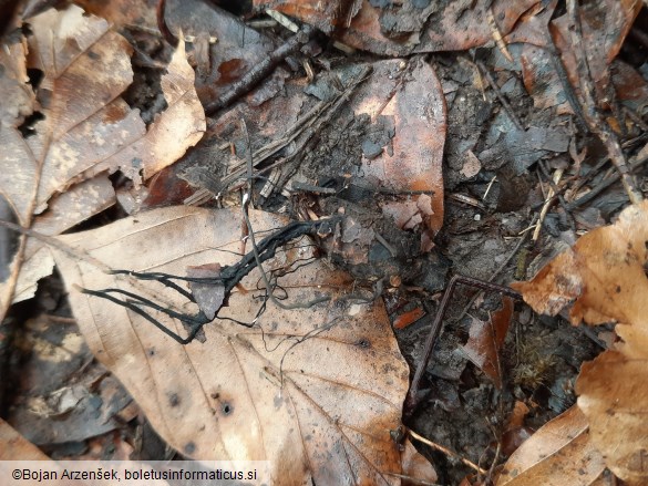 Xylaria carpophila