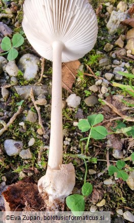 Amanita olivaceogrisea