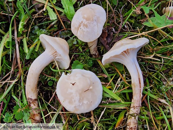 Cuphophyllus pratensis