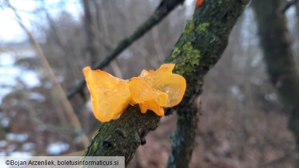 Tremella mesenterica