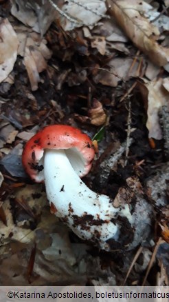 Russula emetica