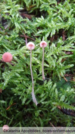 Mycena rosella