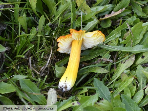 Hygrocybe acutoconica