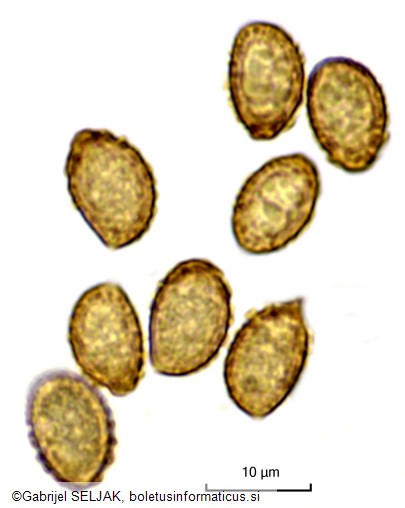 Thaxterogaster anomalochrascens
