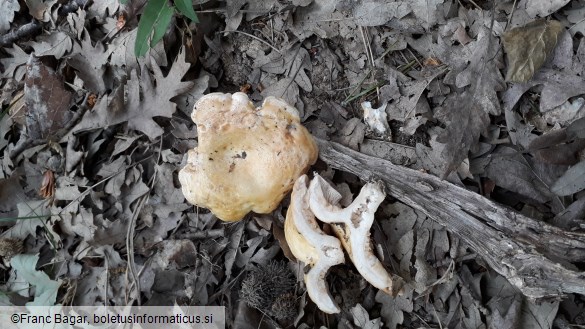 Lactarius acerrimus