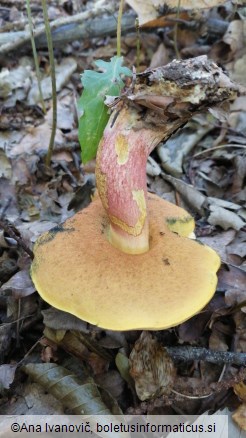 Butyriboletus appendiculatus