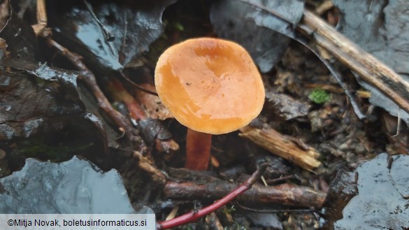 Lactarius lacunarum