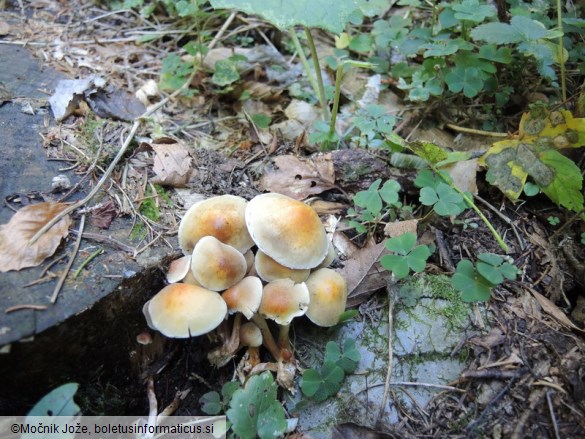 Hypholoma capnoides