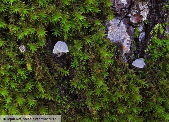 Mycena pseudocorticola