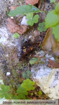 Hemitrichia serpula