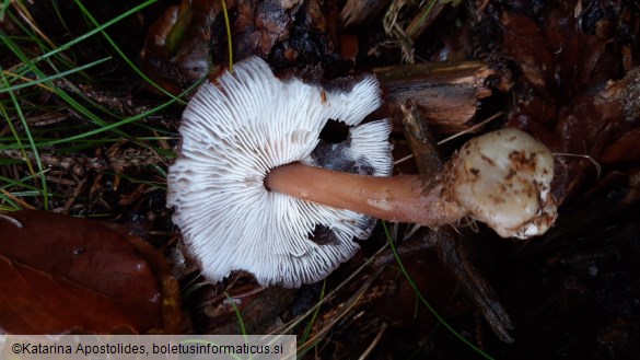 Collybia butyracea