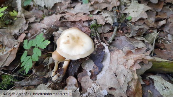 Rhodocollybia butyracea