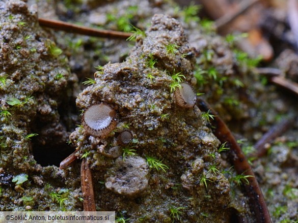 Trichophaea gregaria