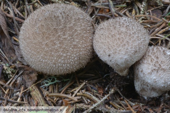 Lycoperdon nigrescens