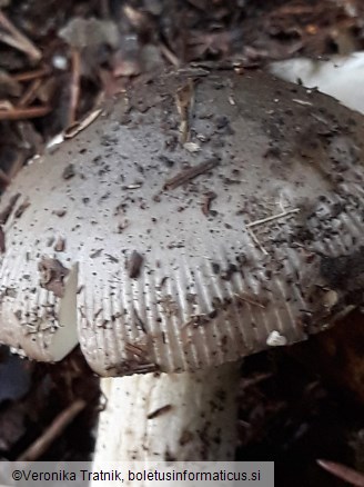 Amanita vaginata