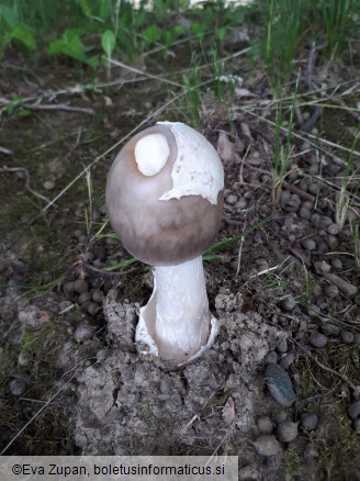 Amanita amplivelata