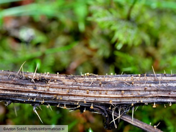 Hymenoscyphus repandus