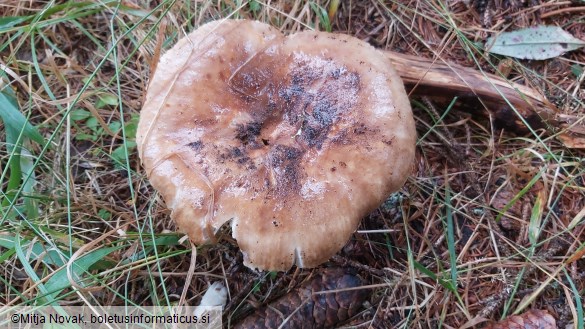 Russula foetens