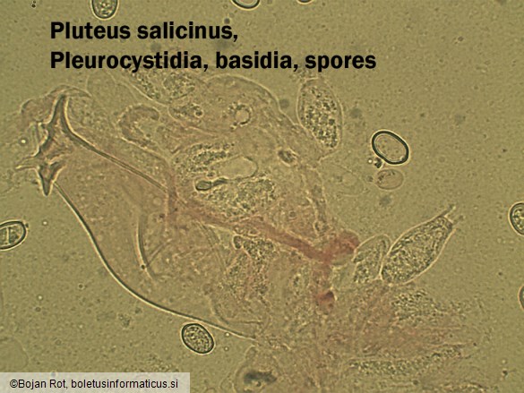 Pluteus salicinus