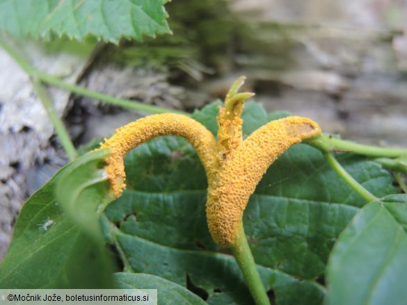 Puccinia coronata