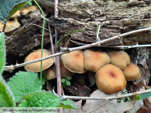 Hypholoma fasciculare var. pusillum