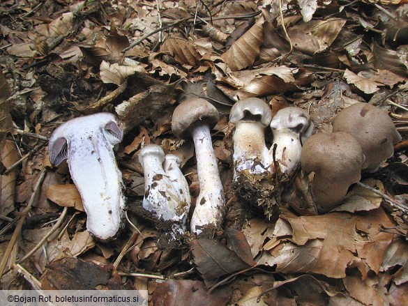 Cortinarius anomalus