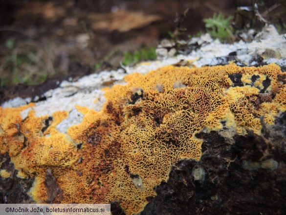 Lindtneria trachyspora