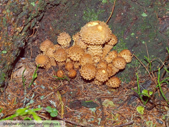 Pholiota squarrosa