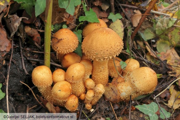 Pholiota squarrosa