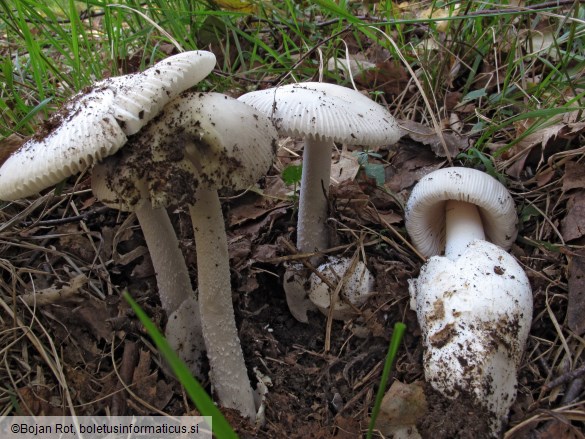 Amanita vaginata