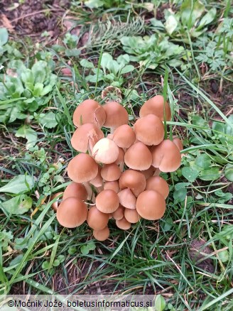 Psathyrella multipedata