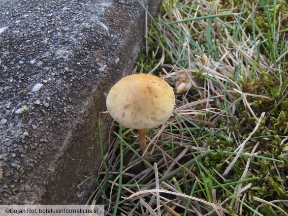 Agrocybe pediades