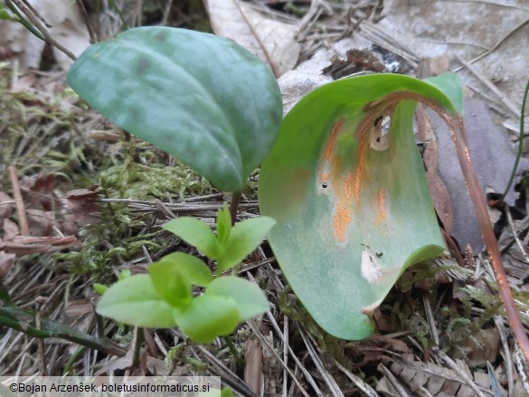 Uromyces erythronii