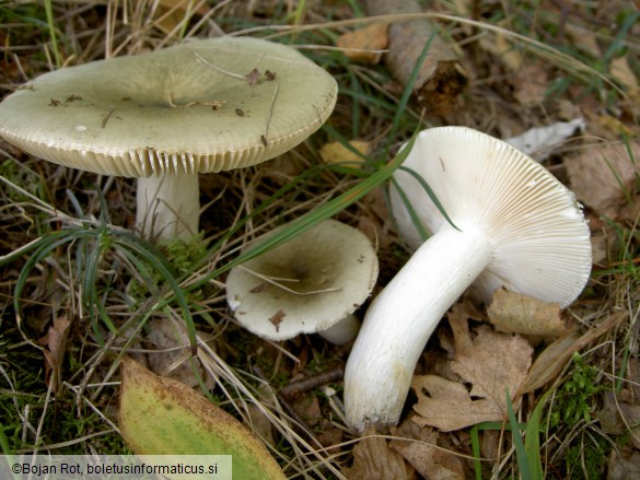 Russula aeruginea