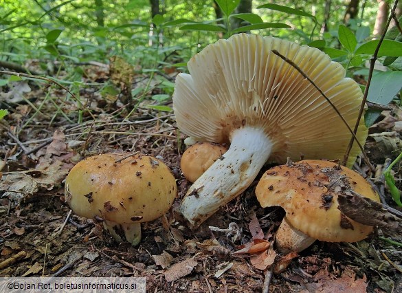 Russula subfoetens