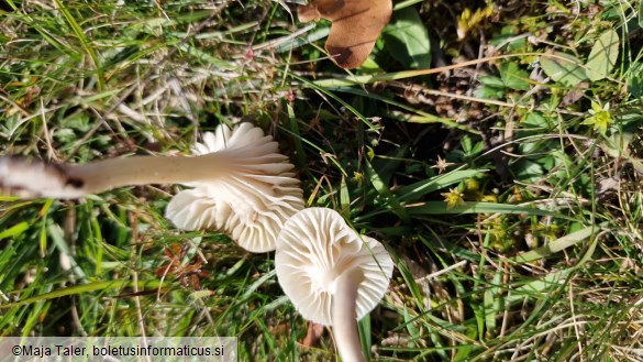 Hygrocybe virginea var. virginea