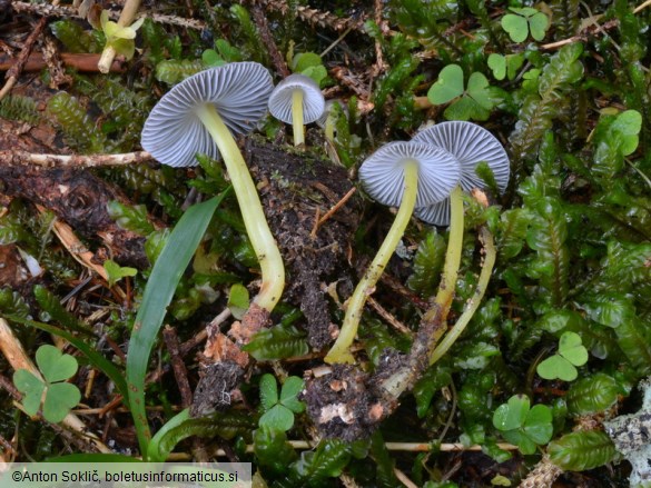 Mycena epipterygia